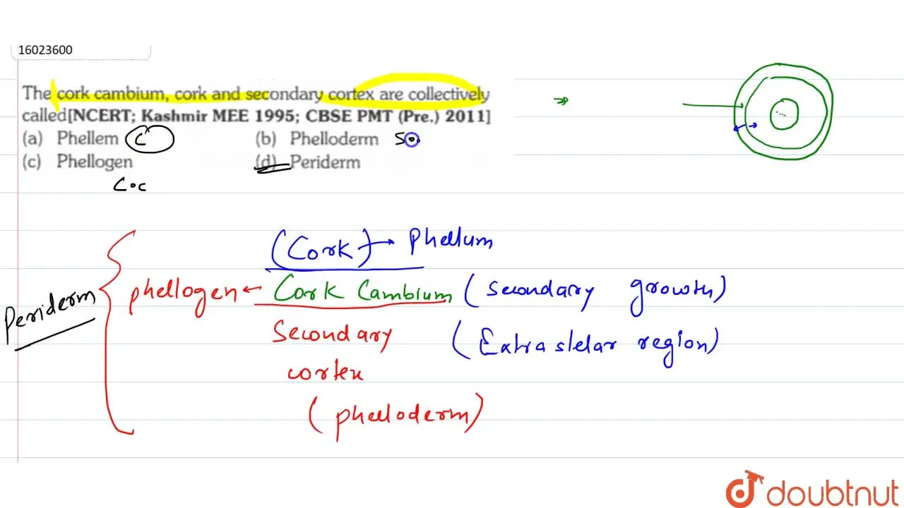 The cork cambium, cork and secondary cortex are collectively called