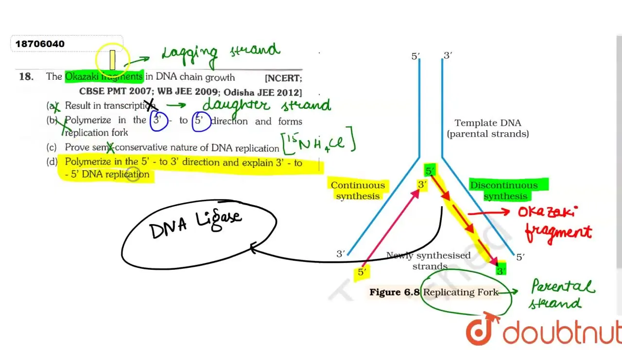 Polymerize In The 5 to 3 Direction And Explain 3 to 5 DNA Replicat polymerize-in-the-5-to-3-direction-and-explain-3-to-5-dna-replicat