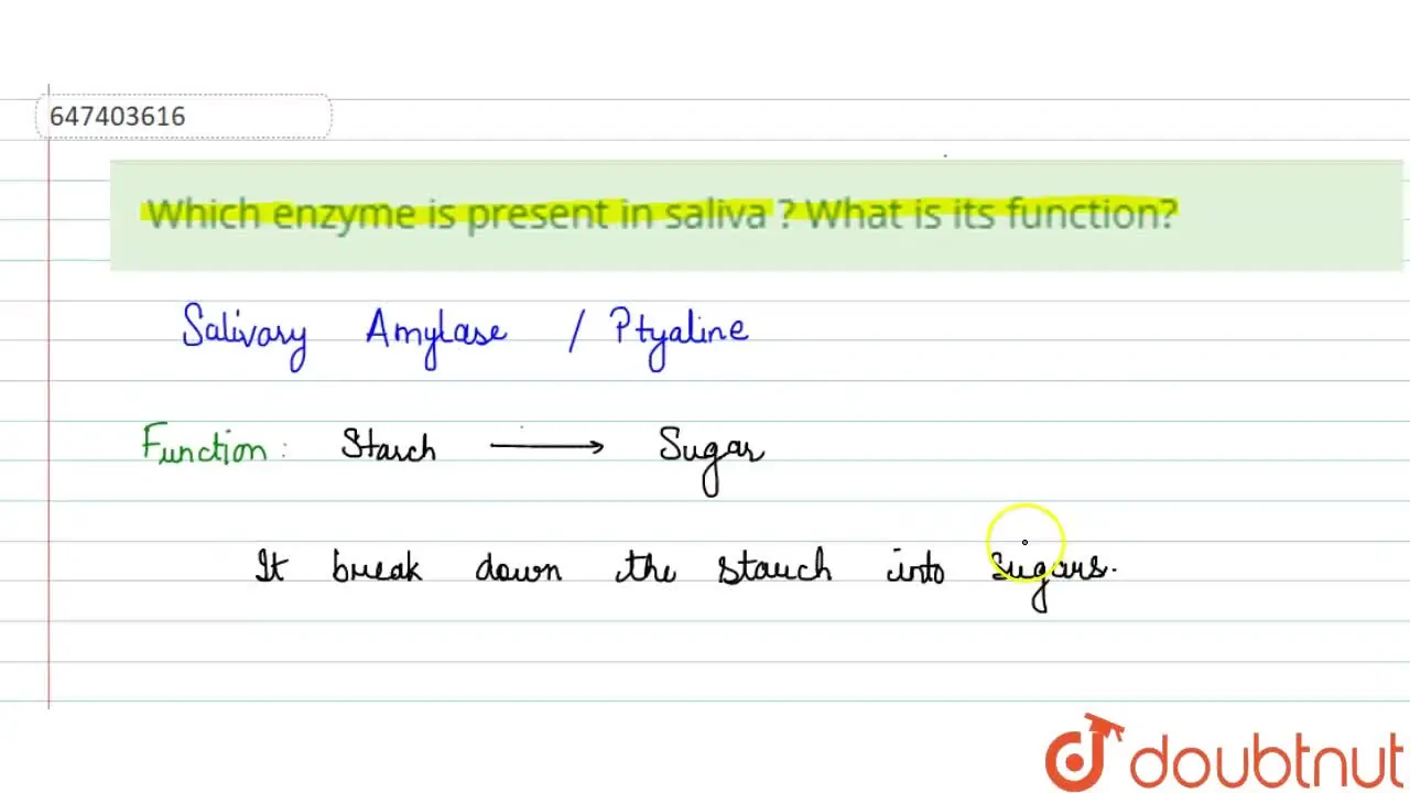 [Punjabi] Which enzyme is present in saliva ? What is its function?