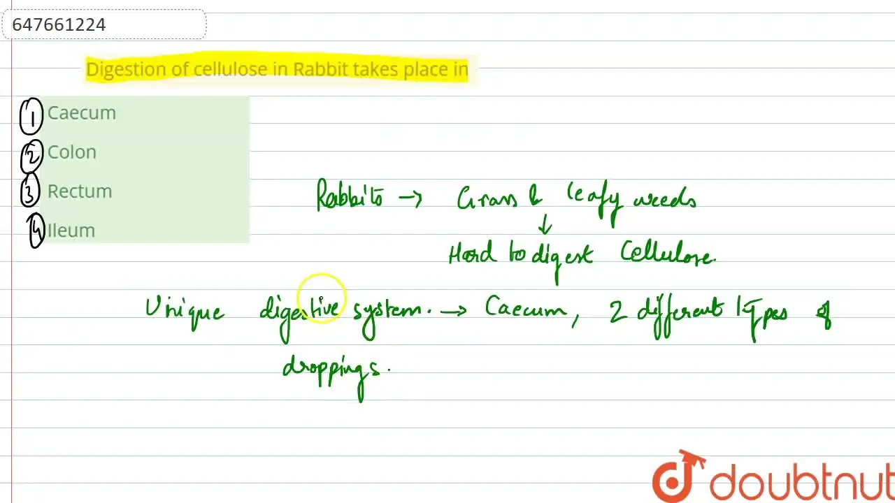 [Bengali Solution] Digestion of cellulose in Rabbit takes place in