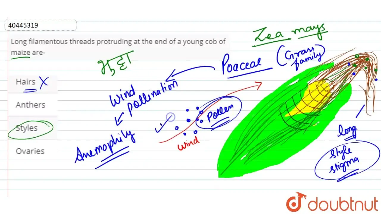 Long filamentous threads protruding at the end of a young cob of maize