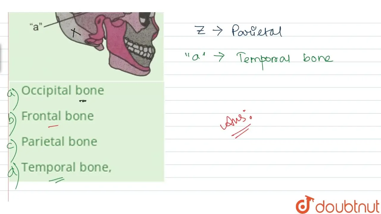 [Bengali Solution] In the diagram of skull, what does "a" represent
