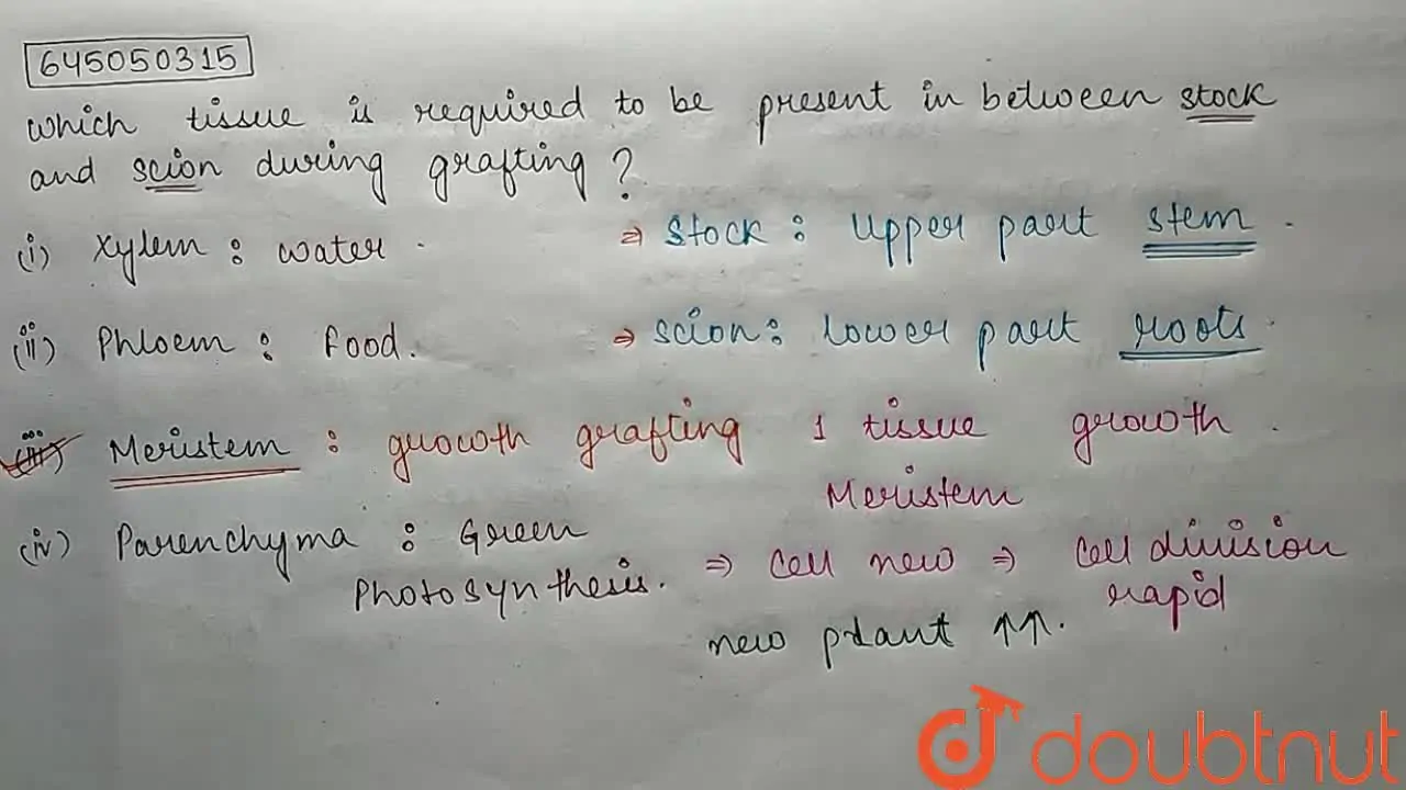 Which tissue is required to be present in between stock and scion duri