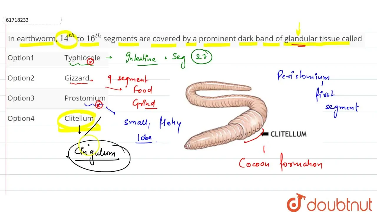 In earthworm, 14^(th) to 16^(th) segments are covered by a prominent d