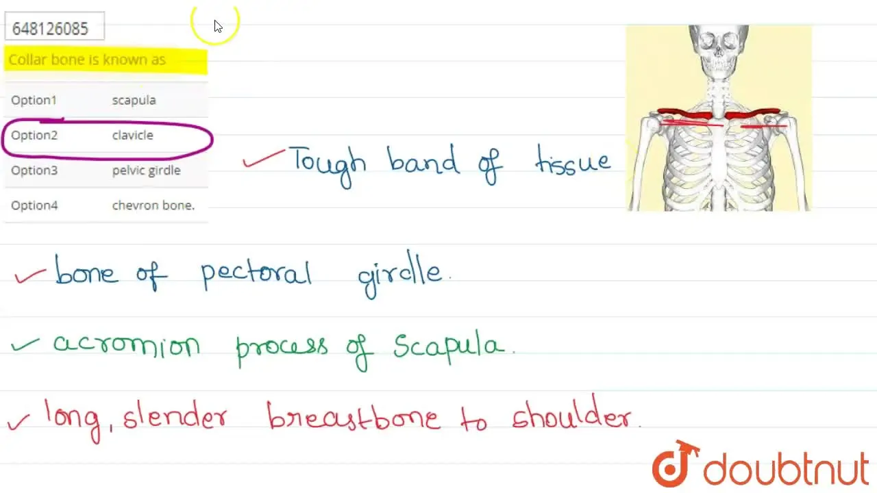 [Tamil Solution] Collar bone is known as