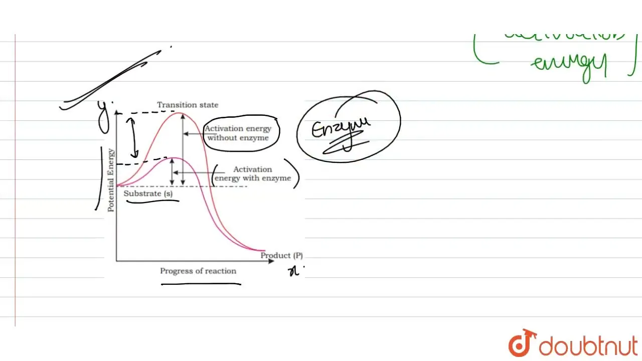 Enzymes catalyse biochemical reactions by