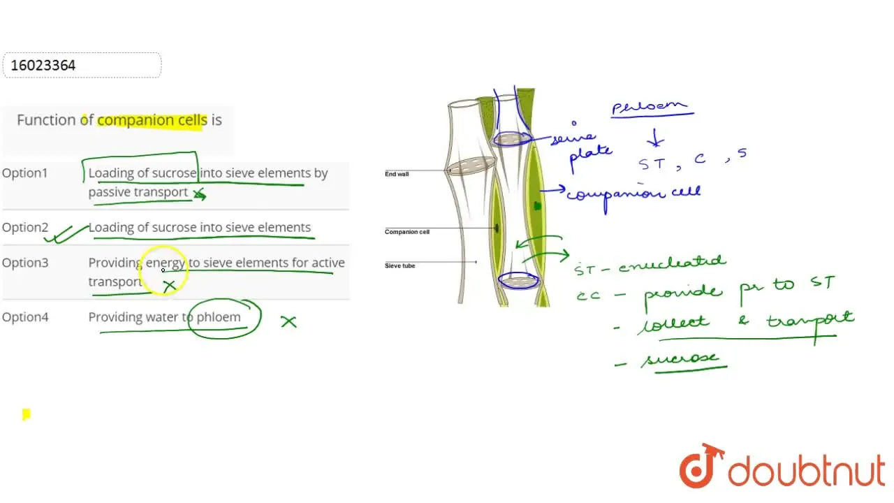 Function of companion cells is