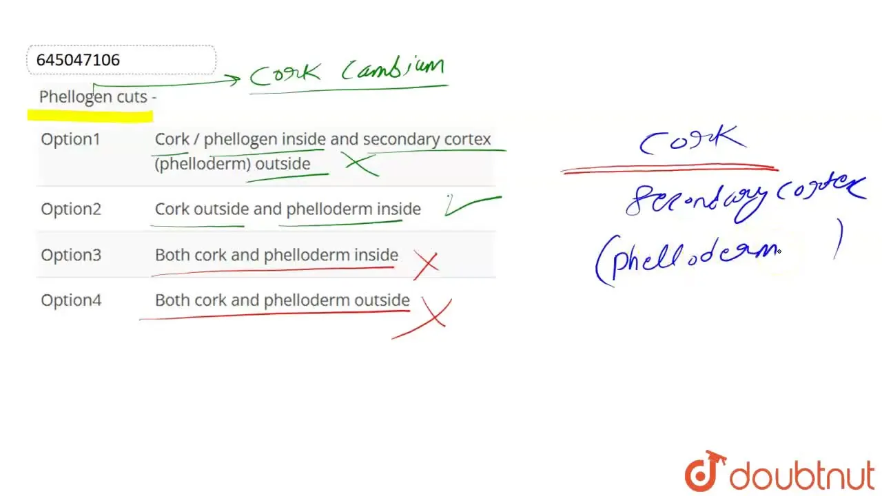 Both cork and phelloderm inside