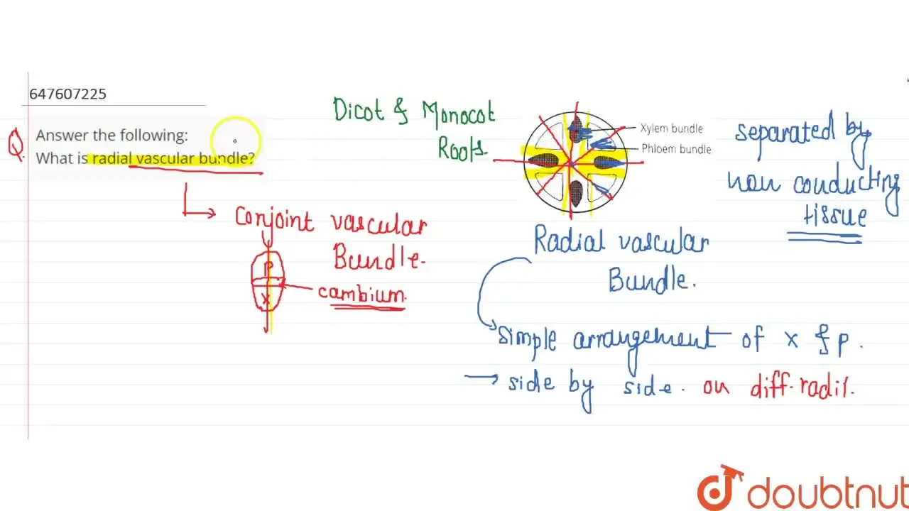 [Marathi Solution] Answer the following What is radial vascular bun