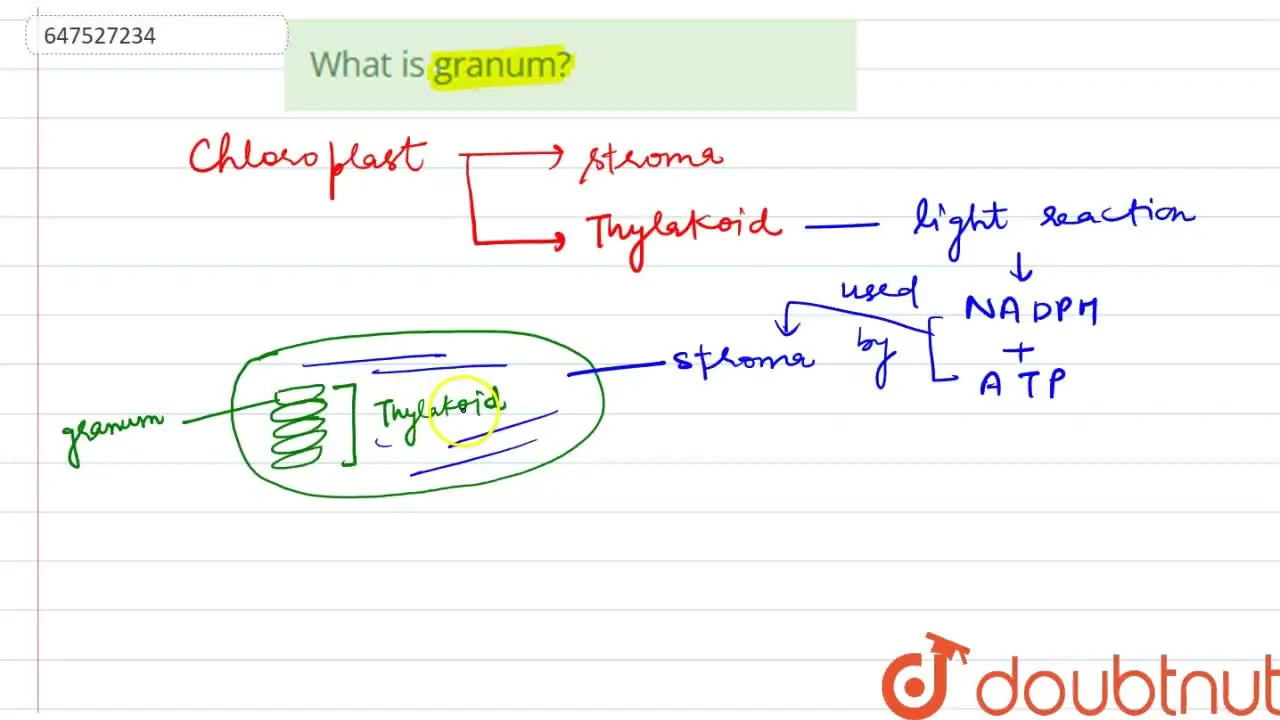 [Punjabi Solution] What is granum?