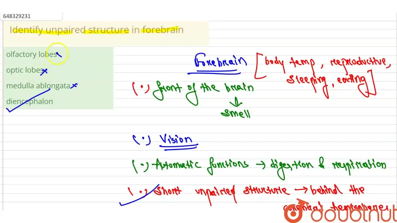 Identify unpaired structure in forebrain