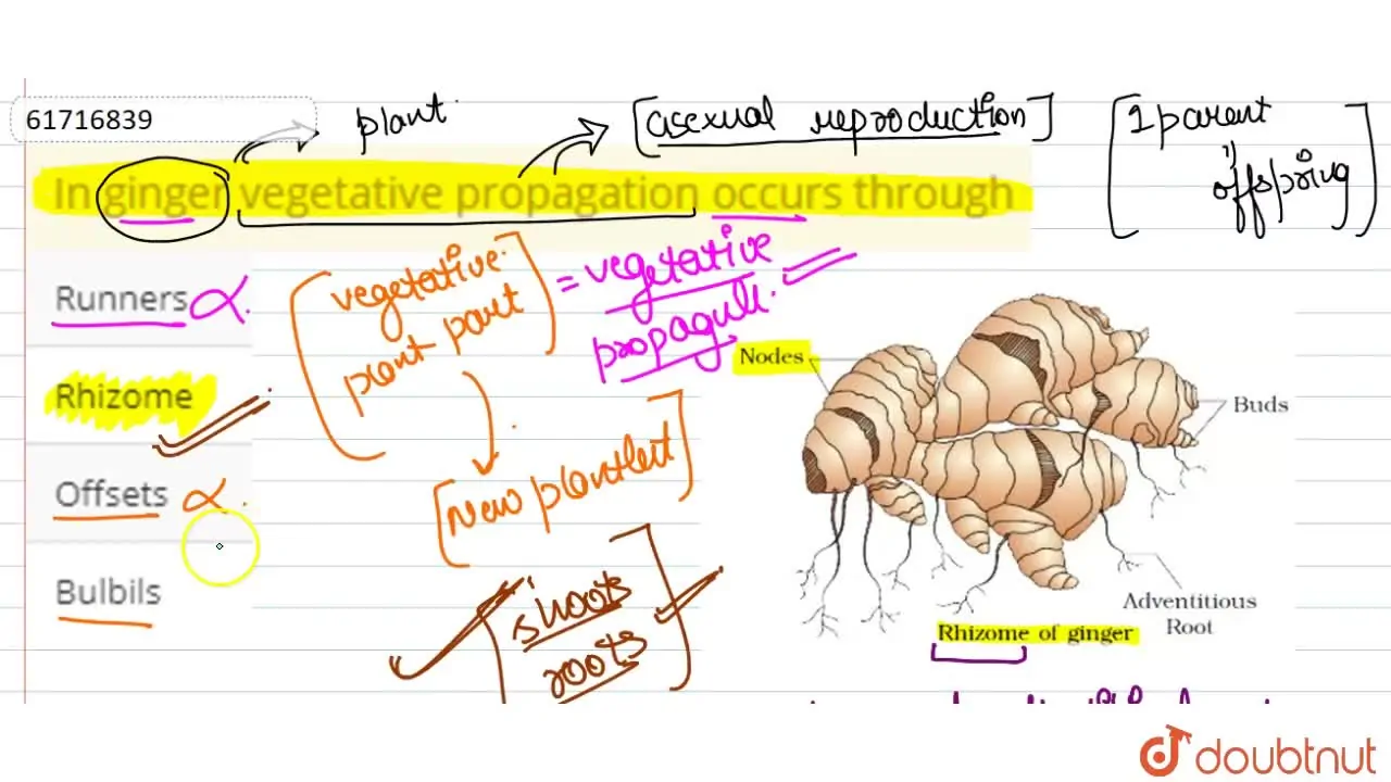 In ginger vegetative propagation occurs through