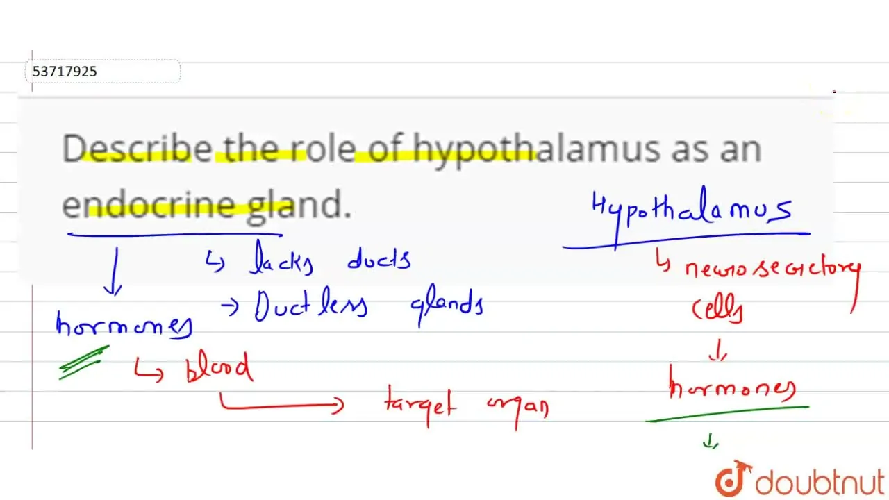 Describe The Role Of Hypothalamus As An Endocrine Gland