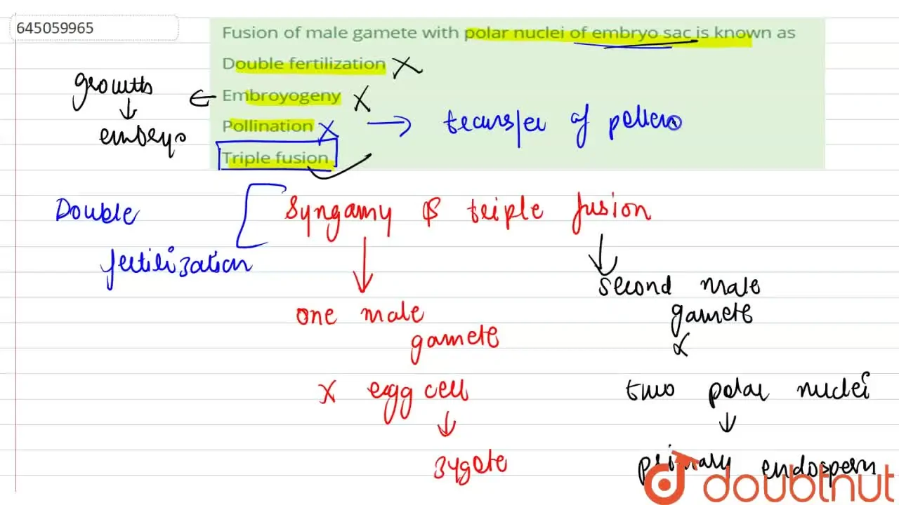 Fusion of male gamete with polar nuclei of embryo sac is known as