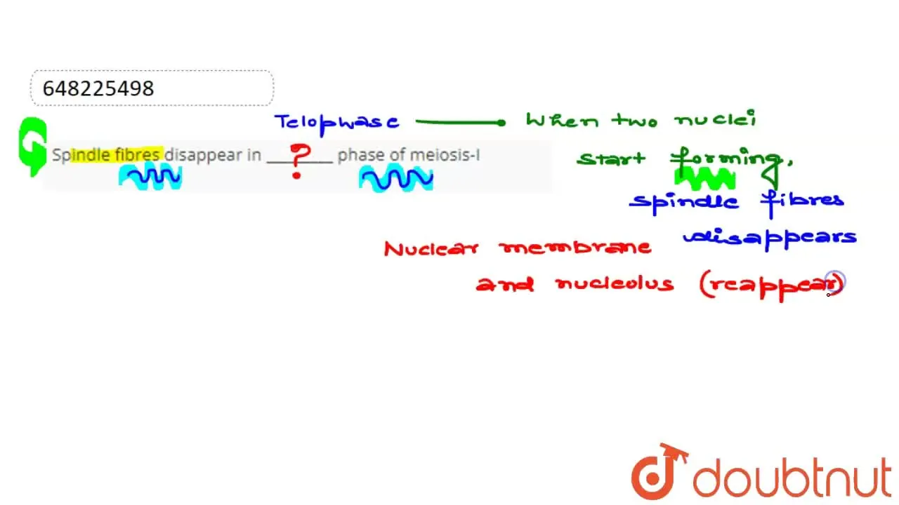 Spindle fibres disappear in phase of meiosisI
