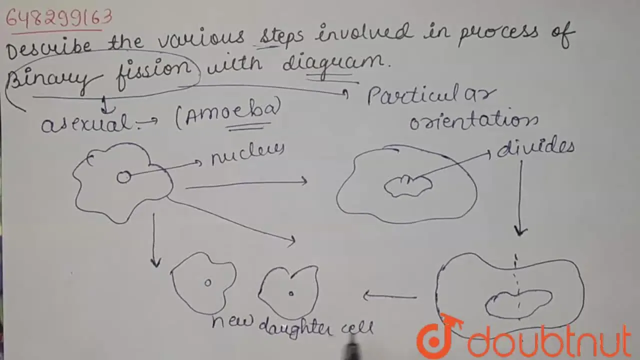 Describe The Various Steps Involved In The Process Of Binary Fission W 7147