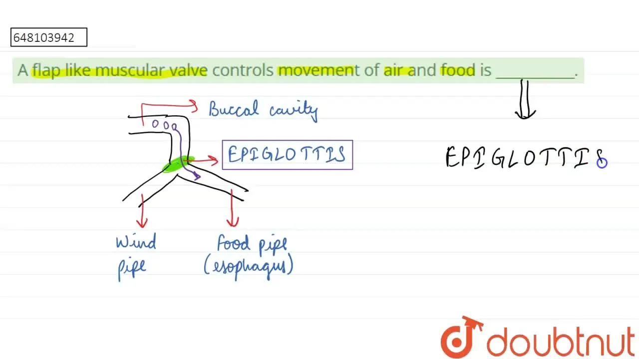 [Telugu Solution] A flap like muscular valve controls movement of air