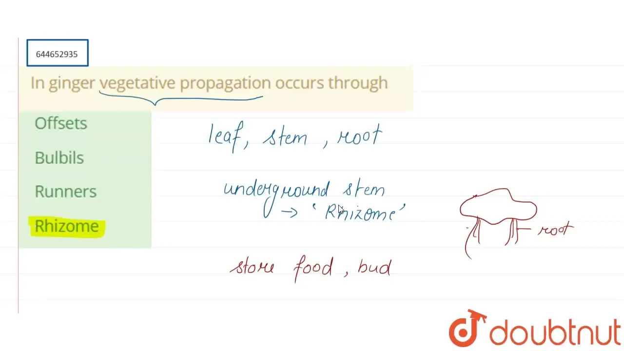 In ginger vegetative propagation occurs through