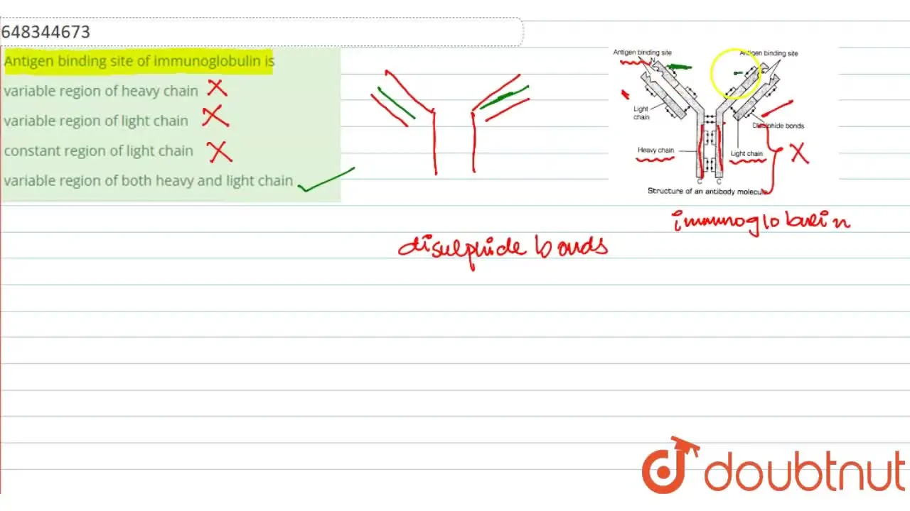 Antigen binding site of immunoglobulin is