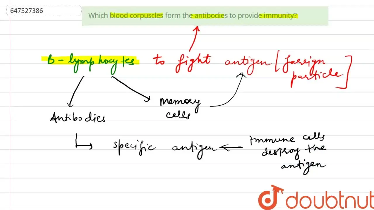 [Punjabi Solution] Which blood corpuscles form the antibodies to provi