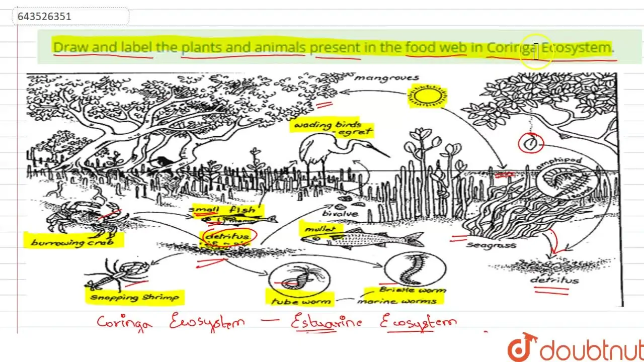 Draw a food web and explain the different components - Brainly.in