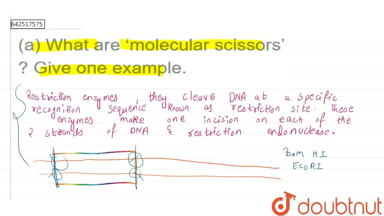 (a) What are ‘molecular scissors’ ? Give one example.