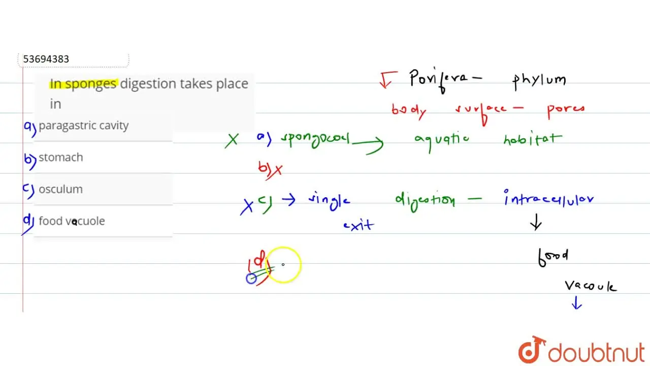In sponges digestion takes place in