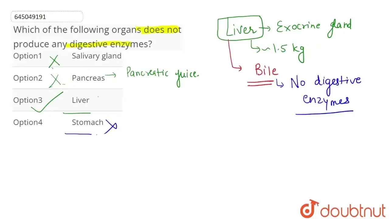 Which of the following organs does not produce any digestive enzymes?