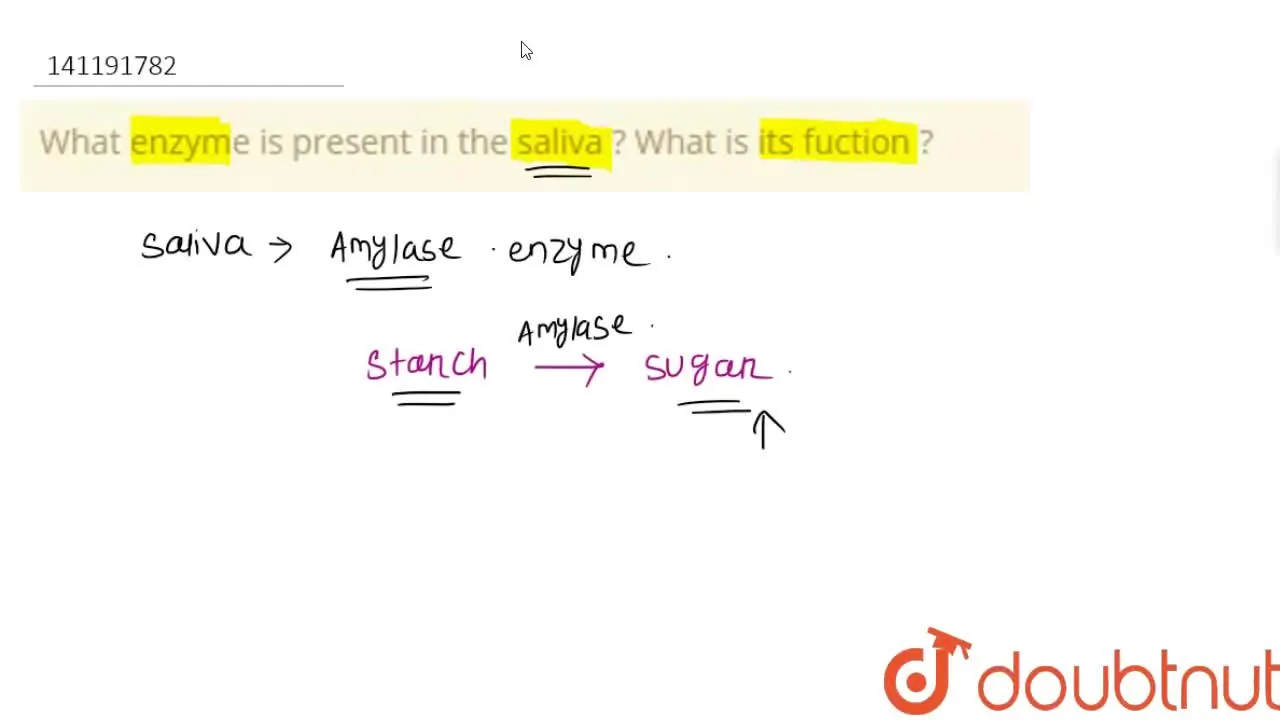 What enzyme is present in the saliva ? What is its fuction