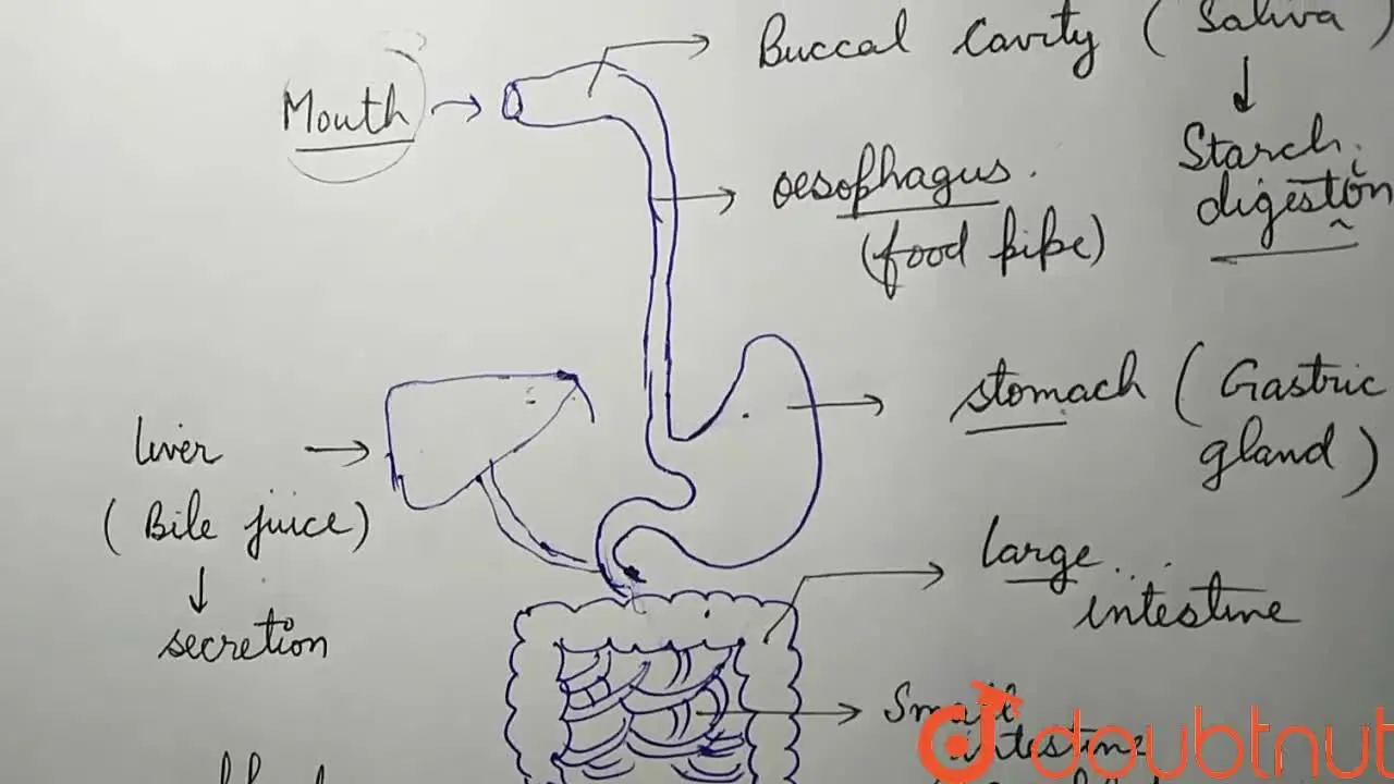 Easy simple step by step , Draw a neat and labeled diagram of Human Digestive  System . - Brainly.in