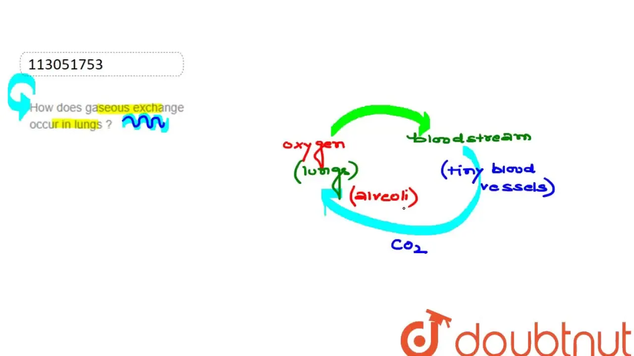 How does gaseous exchange occur in lungs