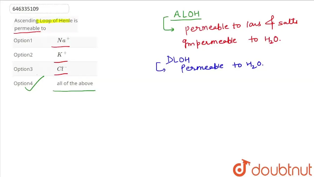 Ascending Loop of Henle is permeable to