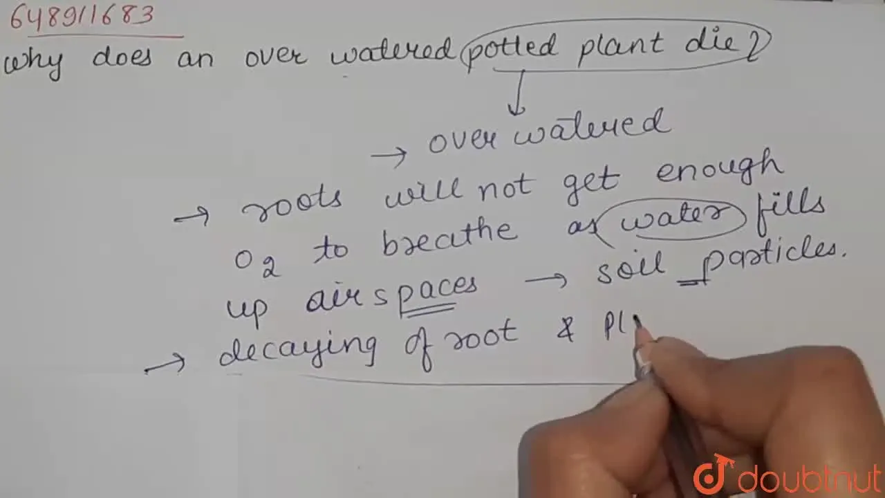 Why does an over watered potted plant die?