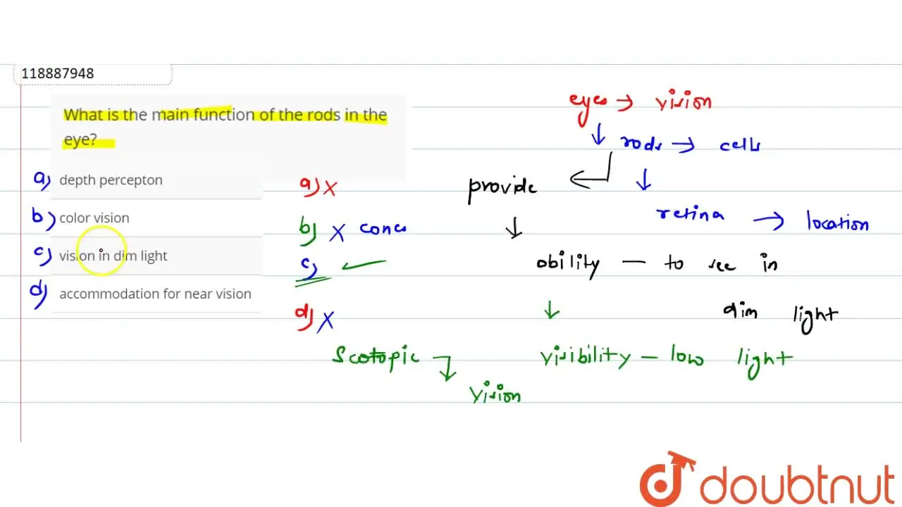 What is the main function of the rods in the eye?