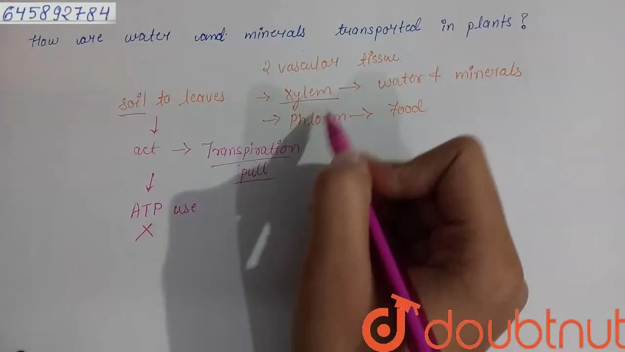 How are water and mineral transported in plants?