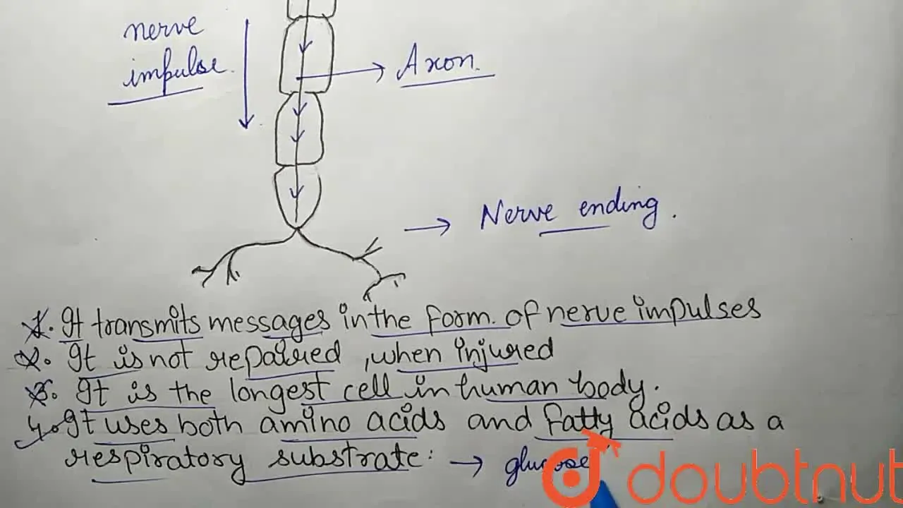 It is the longest cell in human body.