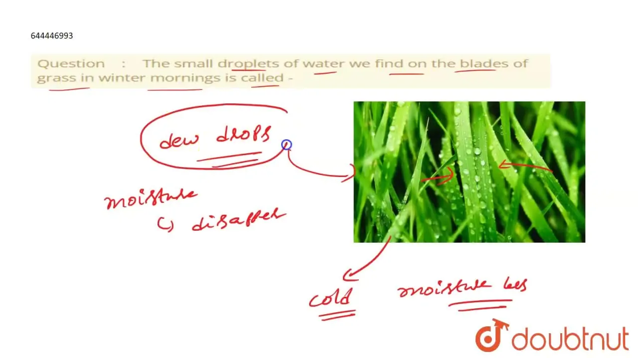 [Telugu] The small droplets of water we find on the blades of grass in