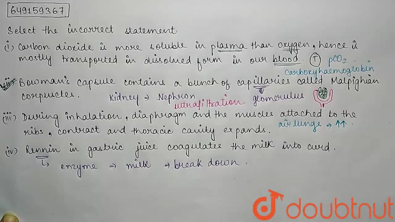 During Inhalation , Diaphragm And The Muscles Attached To Ribs , Contr