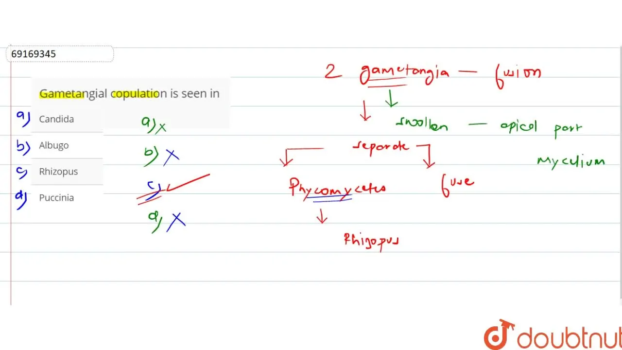 Gametangial copulation is seen in