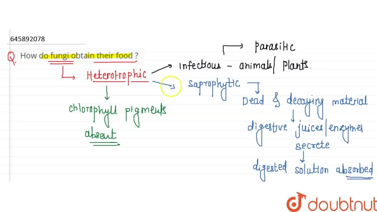 How do fungi obtain their food