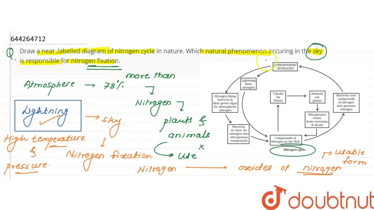 Nitrogen Cycle - Definition, Stages, Importance, and FAQs