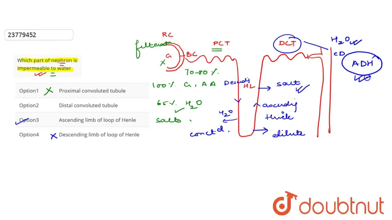 Which part of nephron is impermeable to water