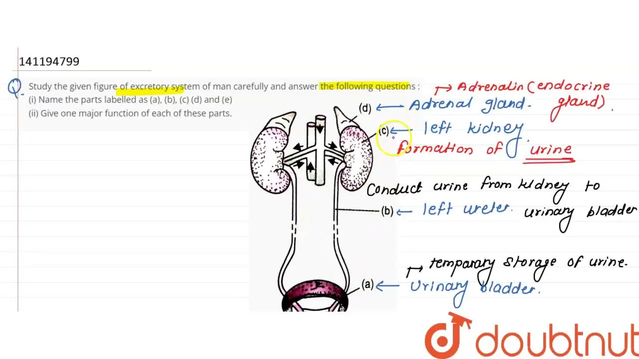 Draw and label the parts of the human excretory system - CBSE Class 10  Science - Learn CBSE Forum