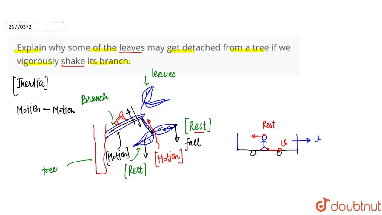 Explain why some of the leaves may get detached from a tree if we vigo
