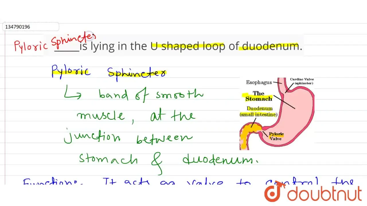 [Bengali Solution] is lying in the U shaped loop of duodenum.