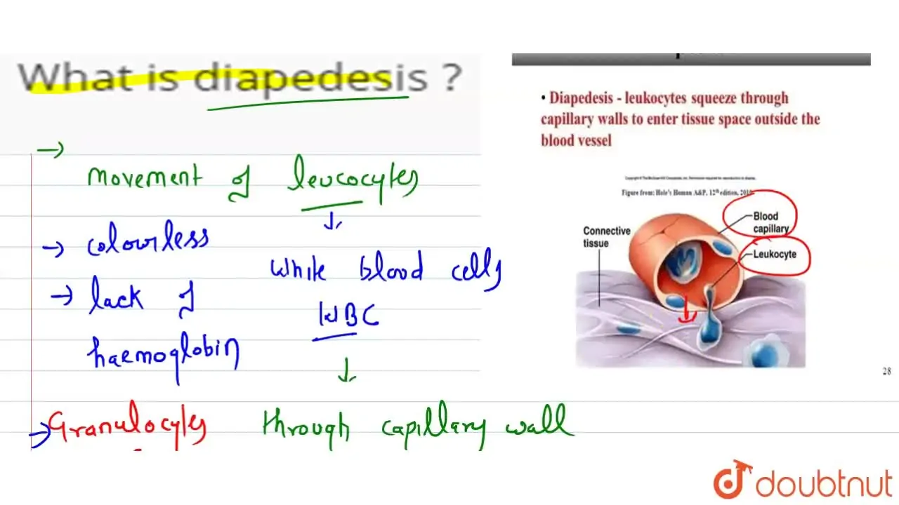 What is diapedesis