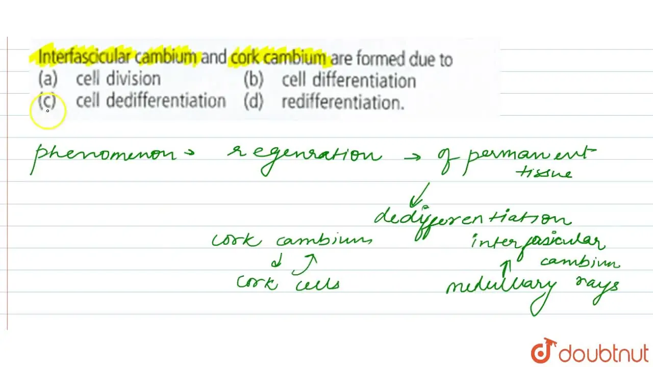 Interfascicular cambium and cork cambium are formed due to