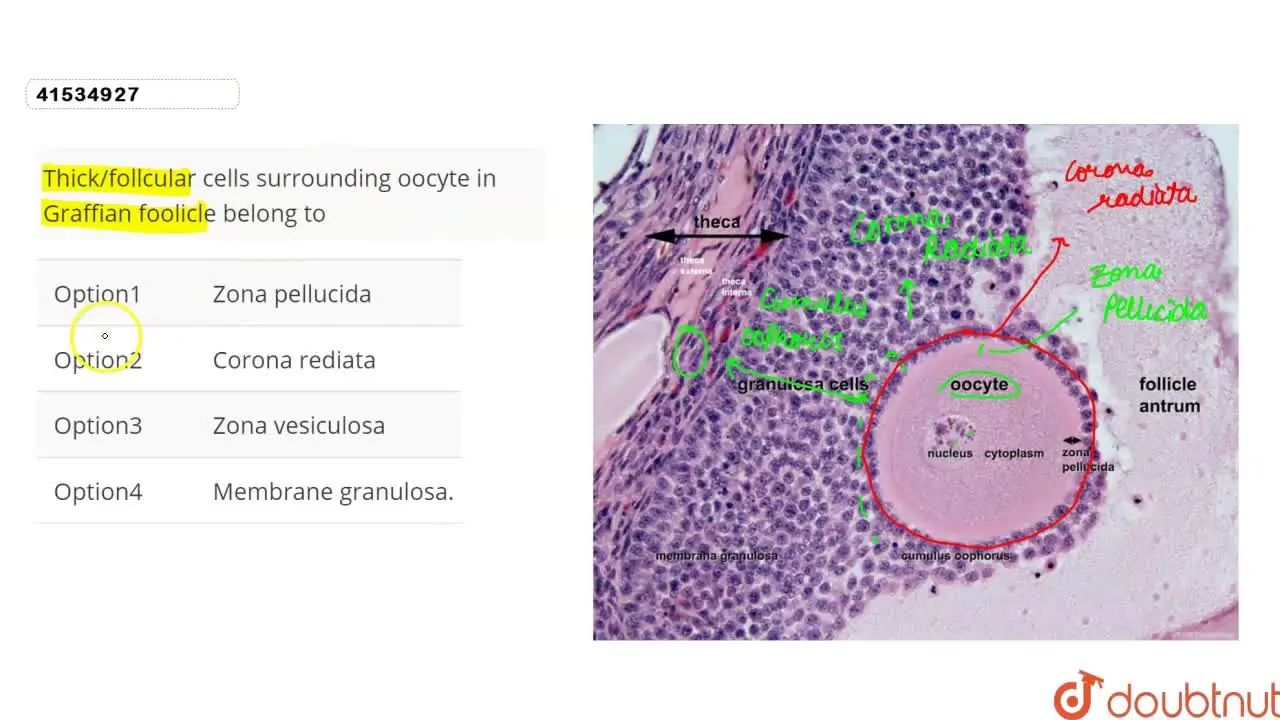 Thick/follcular cells surrounding oocyte in Graffian foolicle belong t