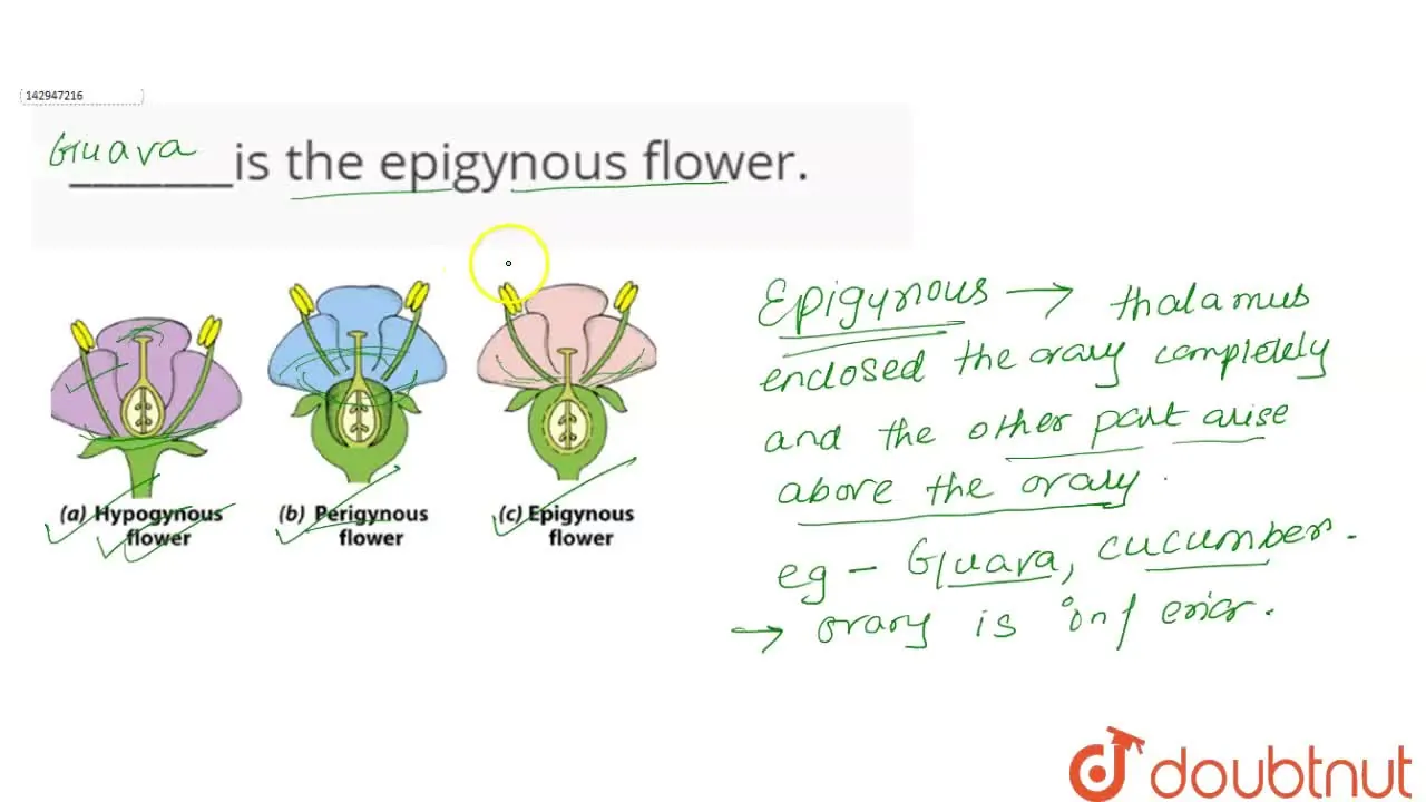 [Bengali Solution] is the epigynous flower.