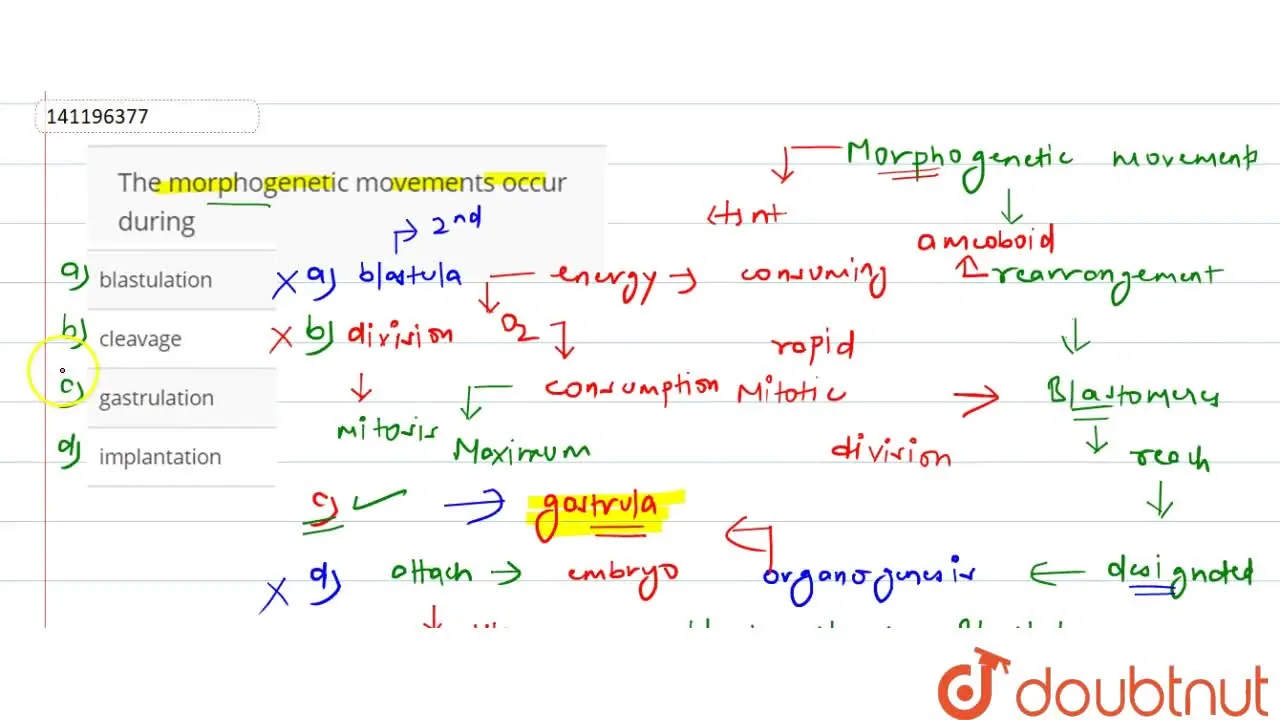 The morphogenetic movements occur during